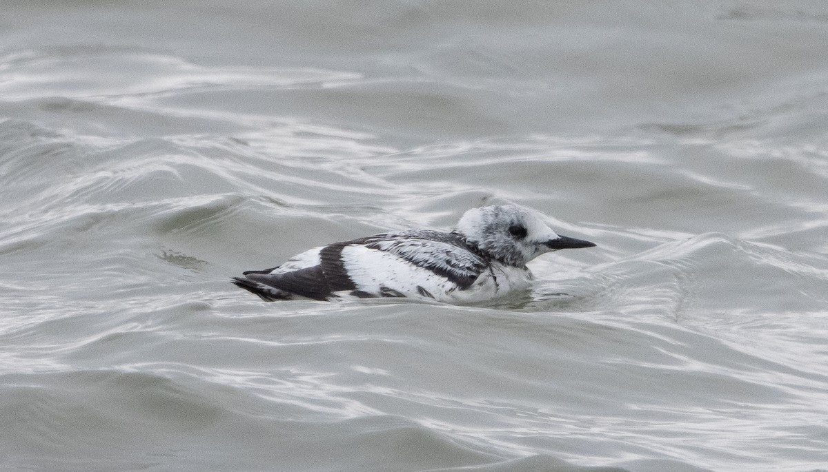 Guillemot à miroir - ML347721761