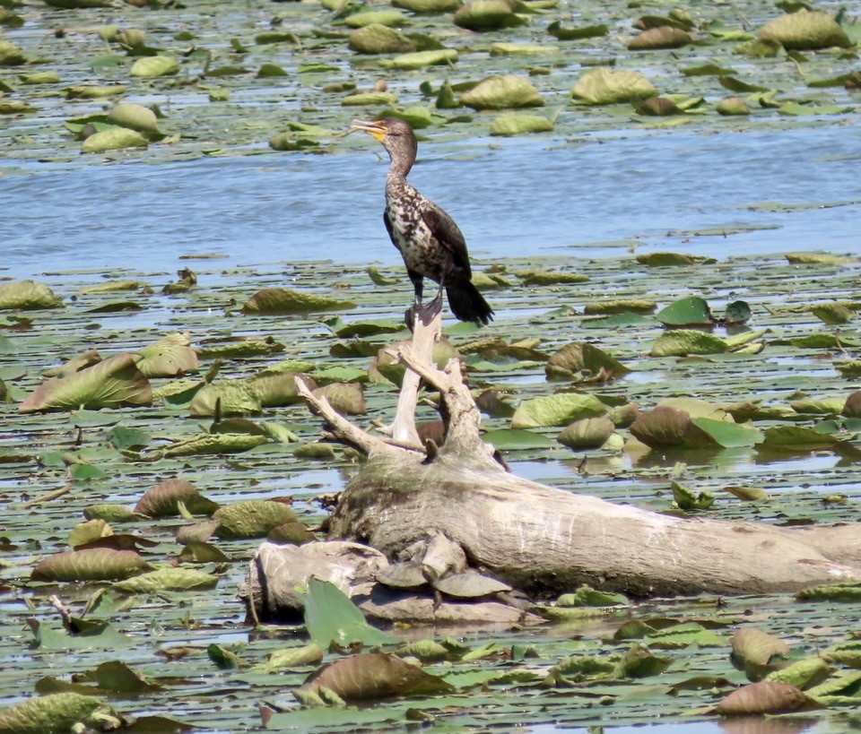 Double-crested Cormorant - ML347722181