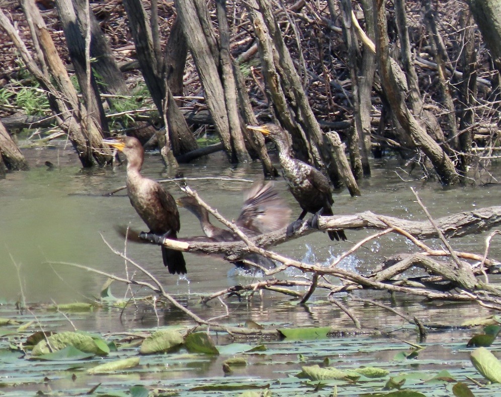 Cormorán Orejudo - ML347722291