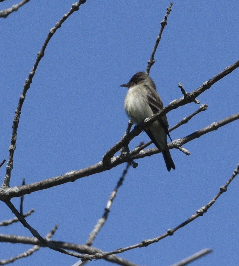 Eastern Phoebe - ML347723541