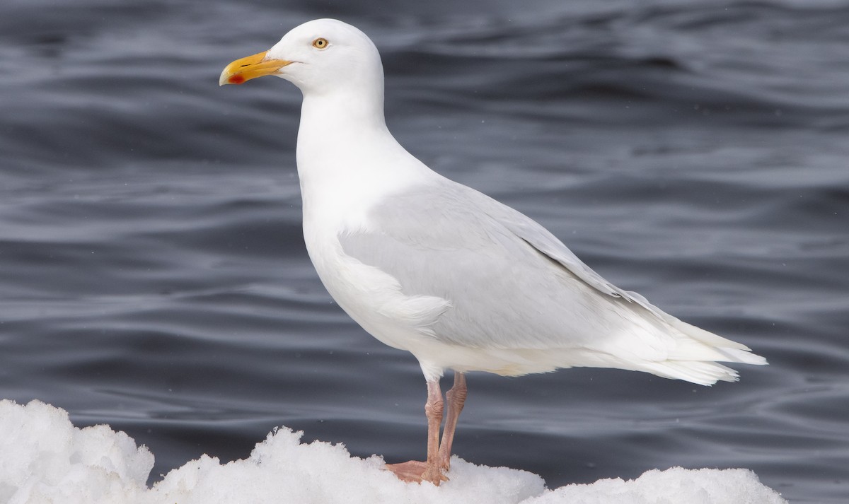 Glaucous Gull - ML347724591