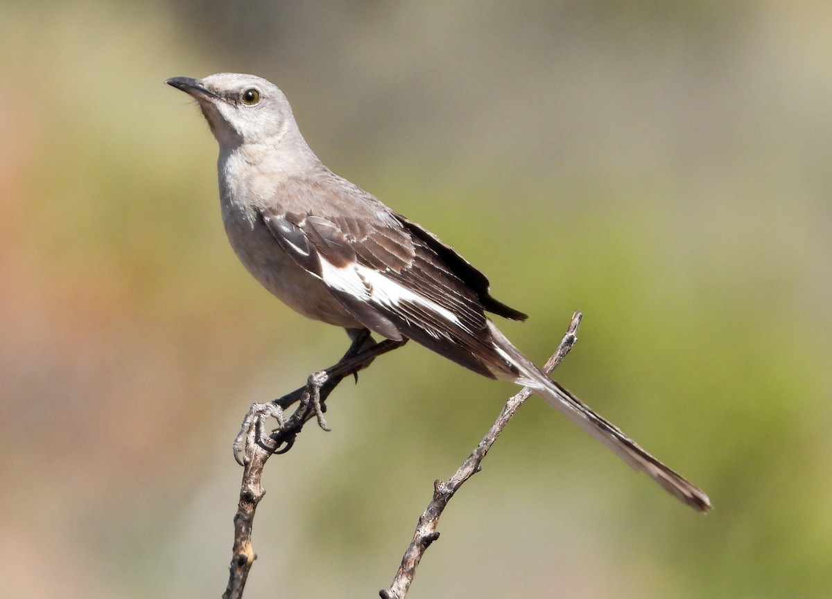 Northern Mockingbird - ML347726321