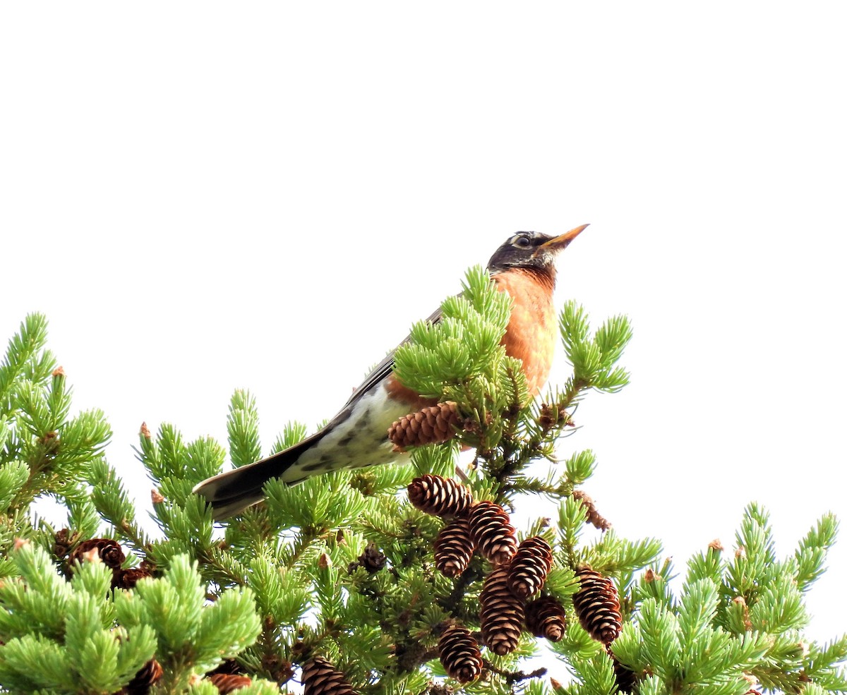 American Robin - Jan Thom