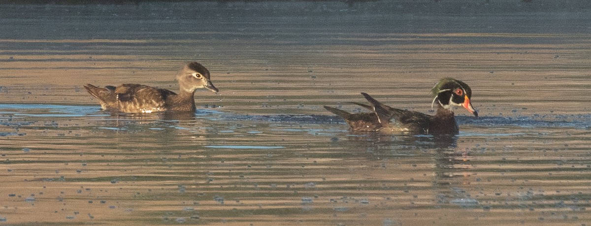 Wood Duck - Kathleen Kent