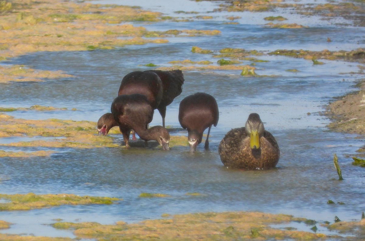 White-faced Ibis - ML347728731