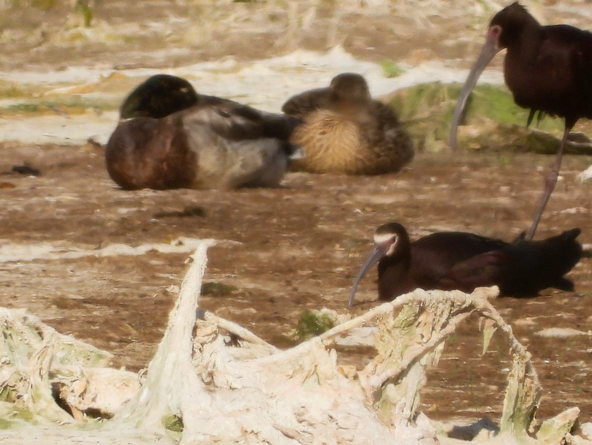 White-faced Ibis - Pam Rasmussen