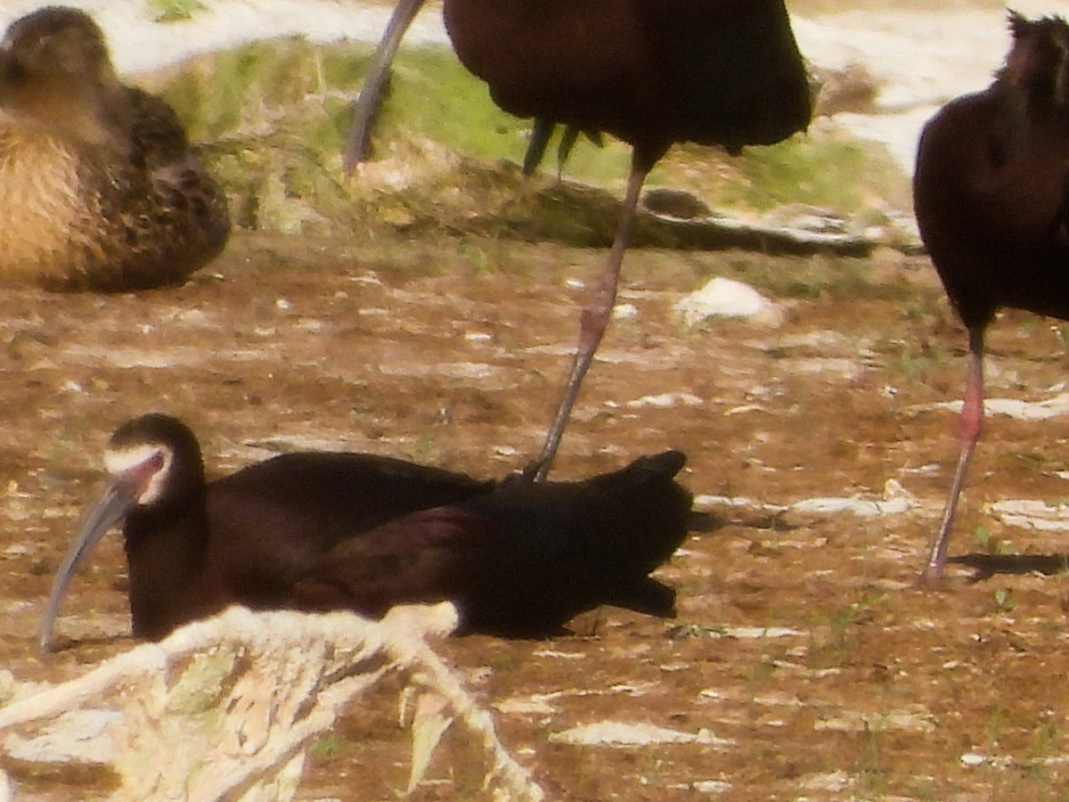 White-faced Ibis - ML347728751