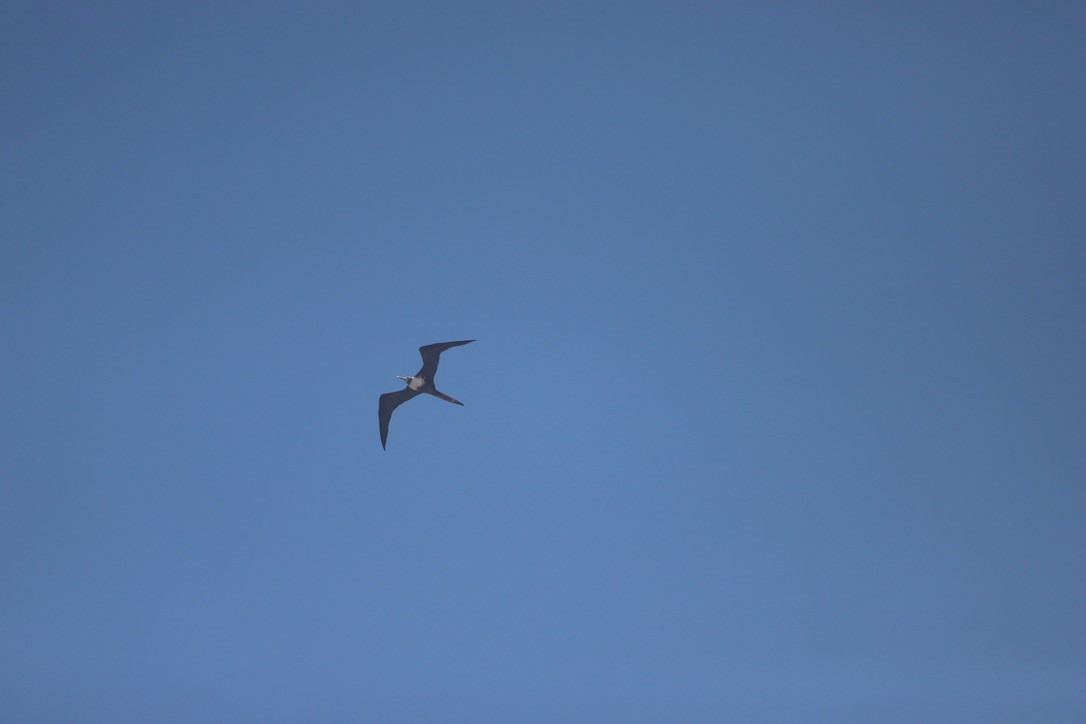 Magnificent Frigatebird - ML347729091