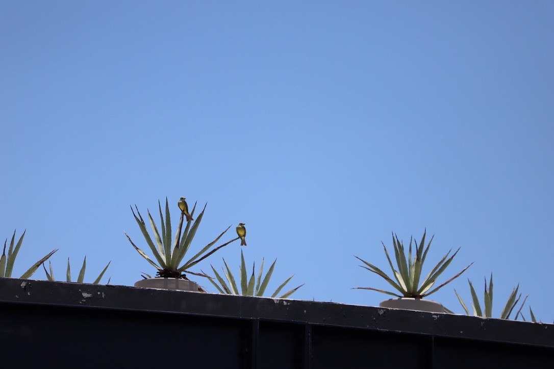 Tropical Kingbird - ML347729381
