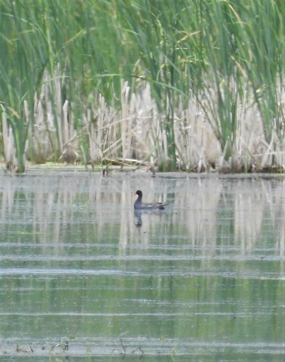 Gallinule d'Amérique - ML347731371