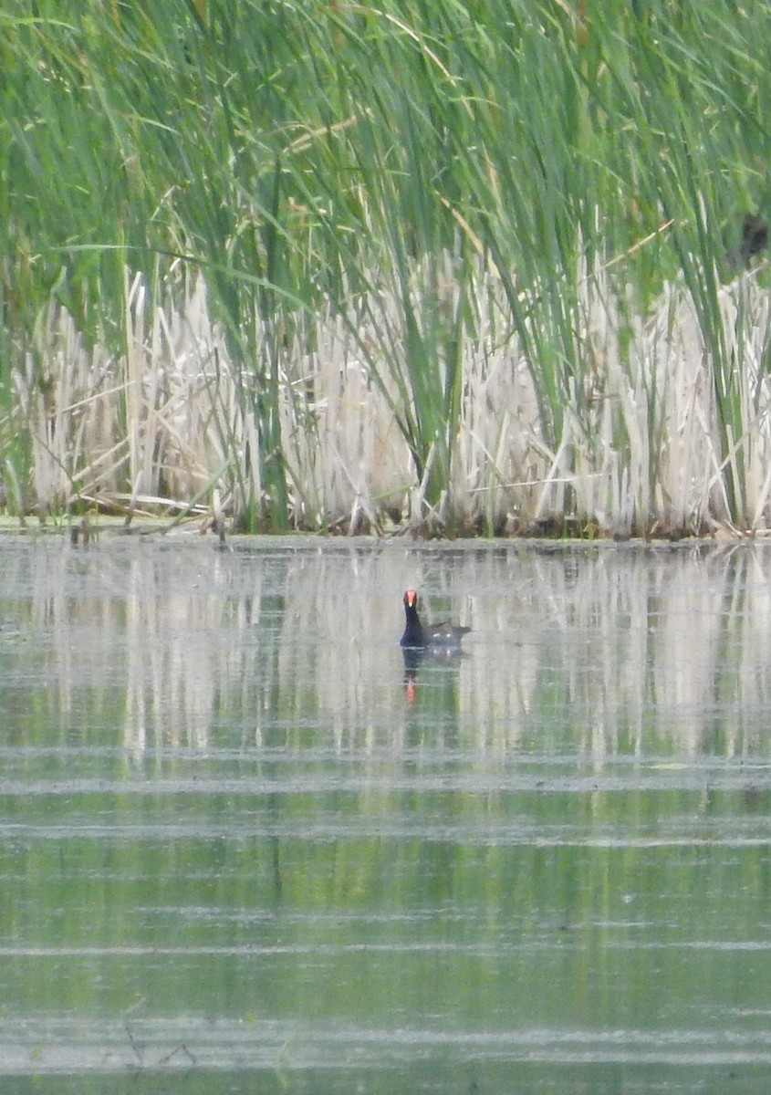 Gallinule d'Amérique - ML347731381