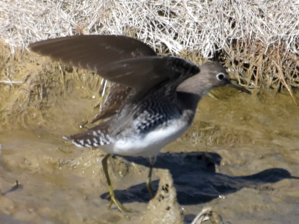 Solitary Sandpiper (solitaria) - Steven Mlodinow