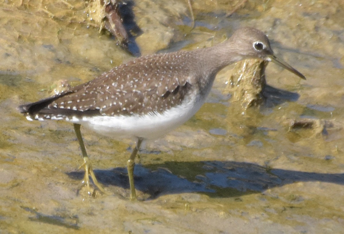 vodouš samotářský (ssp. solitaria) - ML34773171