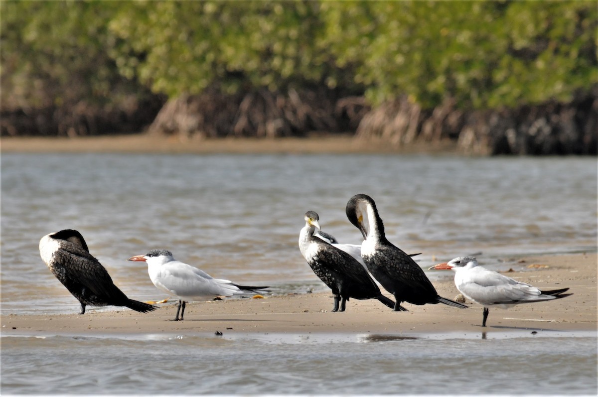 Caspian Tern - ML347731991