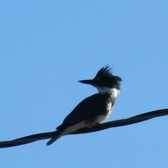 Belted Kingfisher - Nancy Peterson