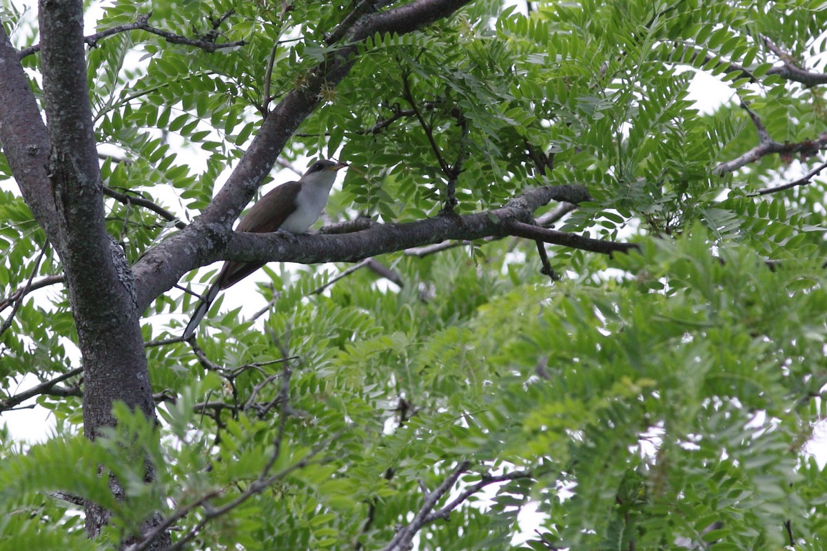 Yellow-billed Cuckoo - ML347737011