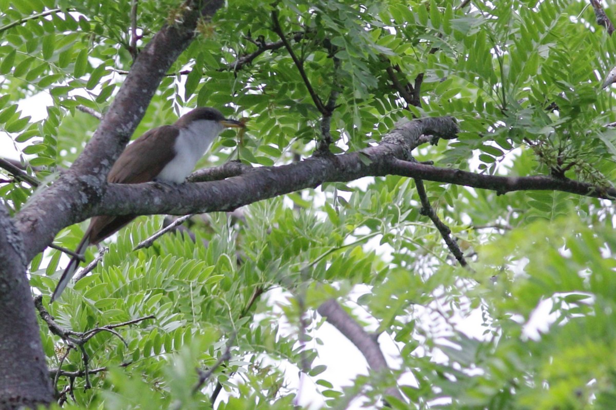 Yellow-billed Cuckoo - Alain Quenneville