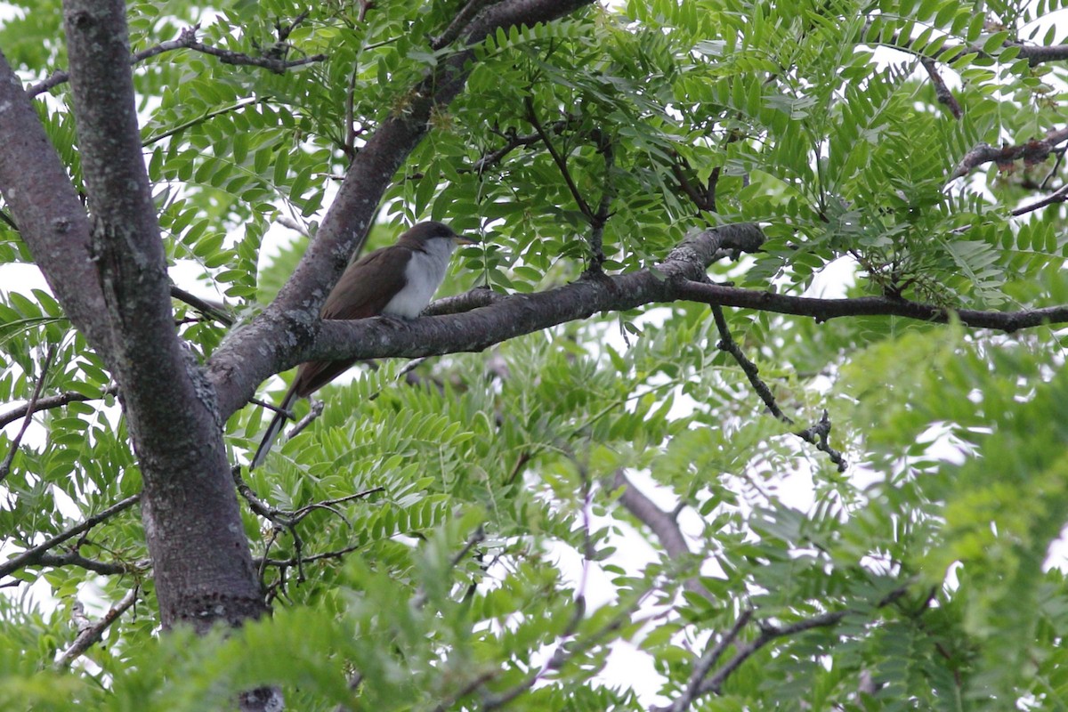 Yellow-billed Cuckoo - Alain Quenneville