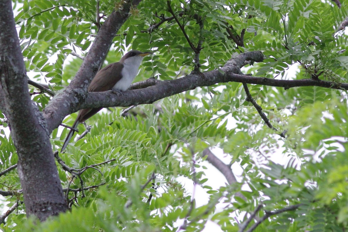 Yellow-billed Cuckoo - Alain Quenneville