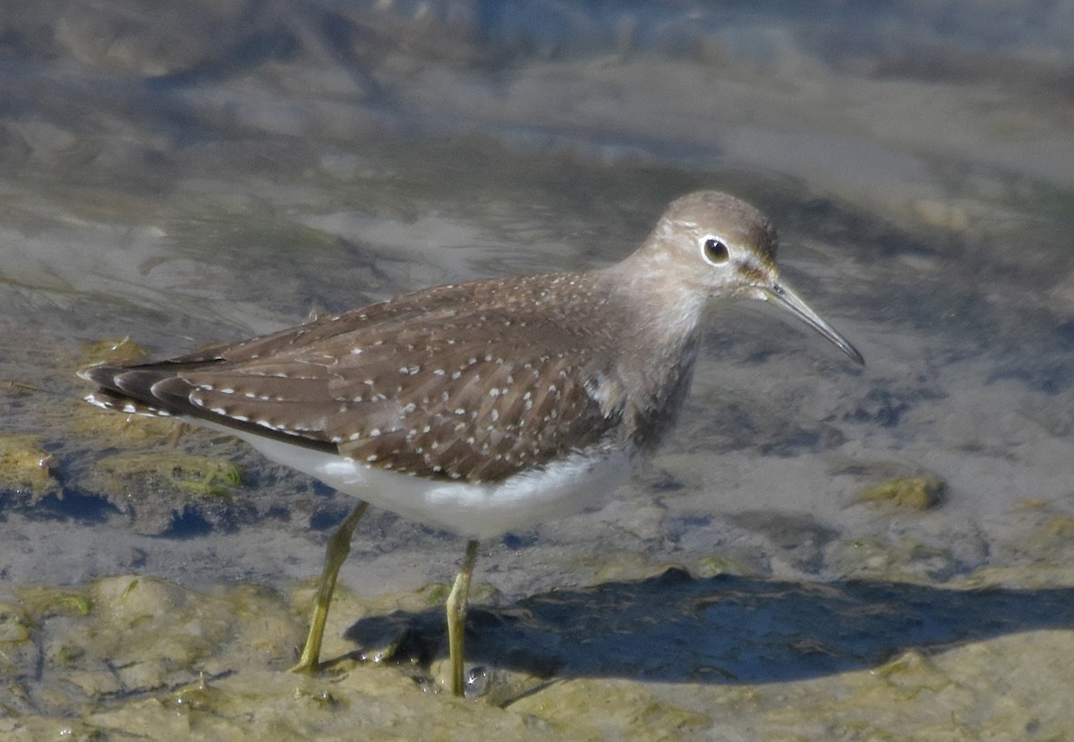 vodouš samotářský (ssp. solitaria) - ML34773731