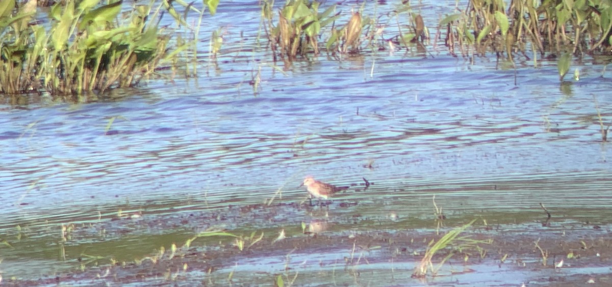 White-rumped Sandpiper - ML347737751