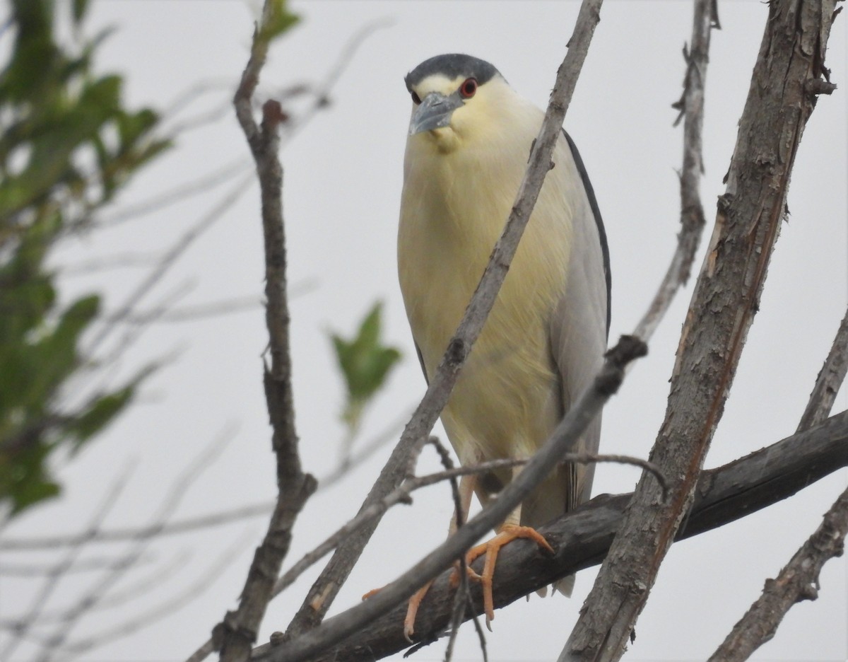 Black-crowned Night Heron - ML347738181