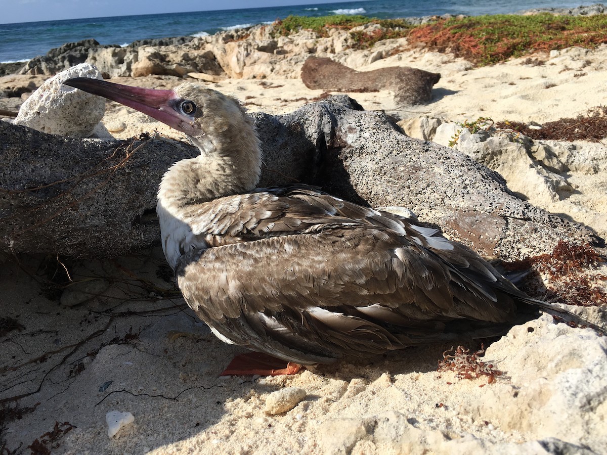 Red-footed Booby - ML347738791