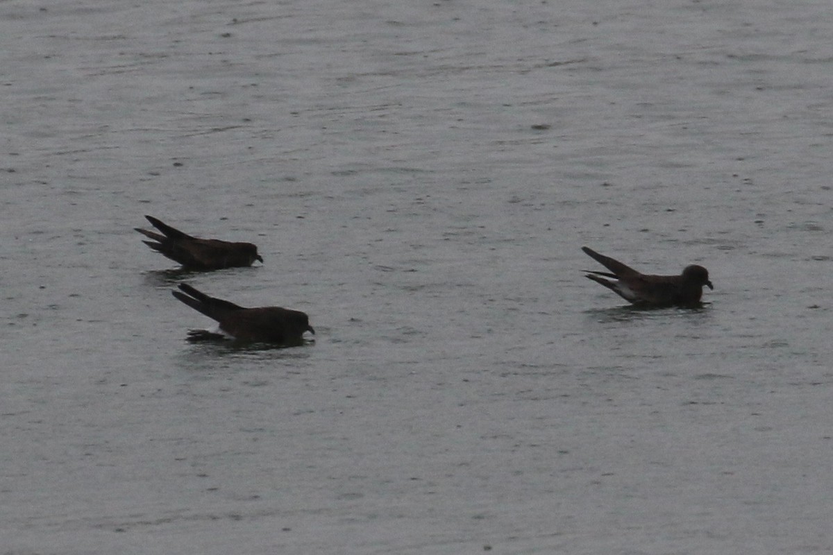 Wedge-rumped Storm-Petrel - Laurens Halsey