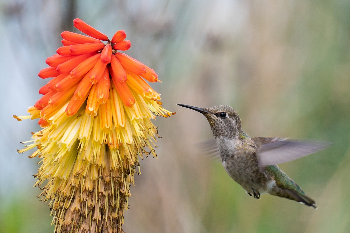 Anna's Hummingbird - Grace Oliver