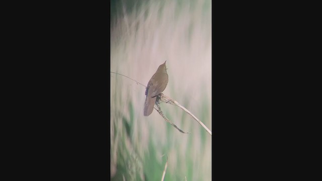 River Warbler - ML347742761