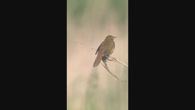 חרגולן נחלים - ML347742771