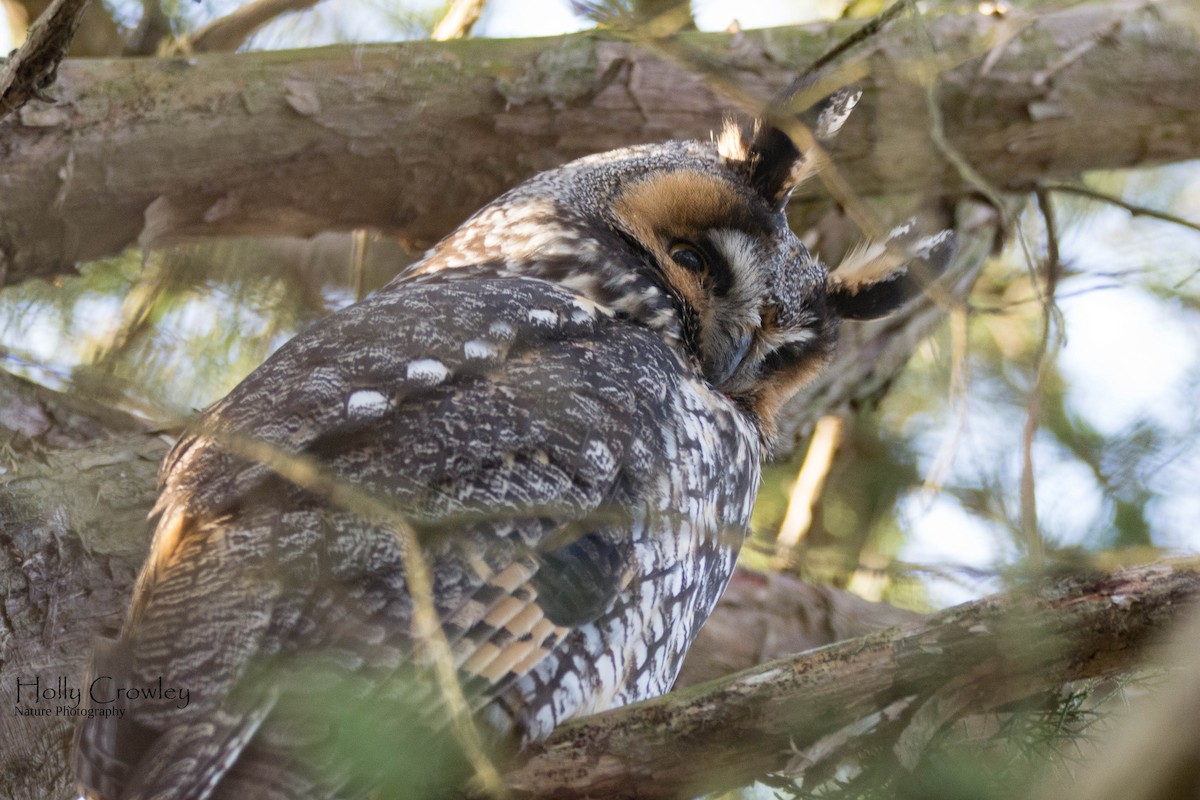 長耳鴞 - ML347744231