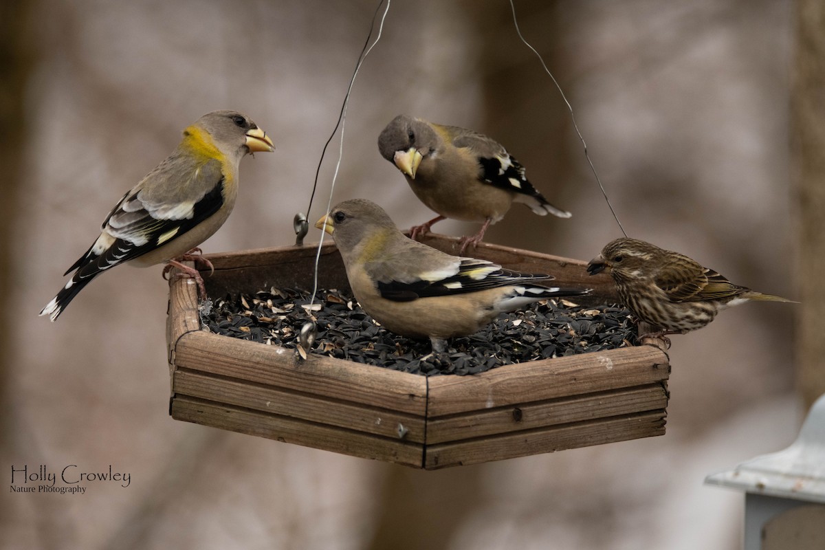Evening Grosbeak - ML347744421