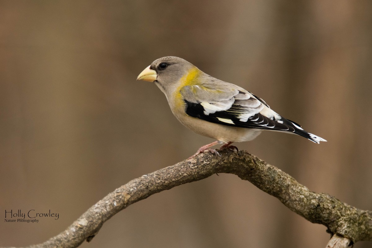 Evening Grosbeak - ML347744431