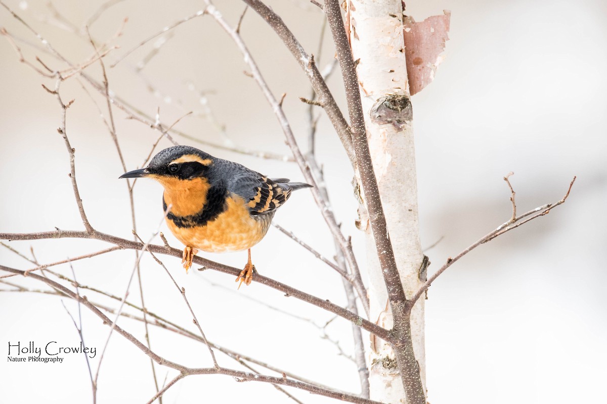 Varied Thrush - ML347744831