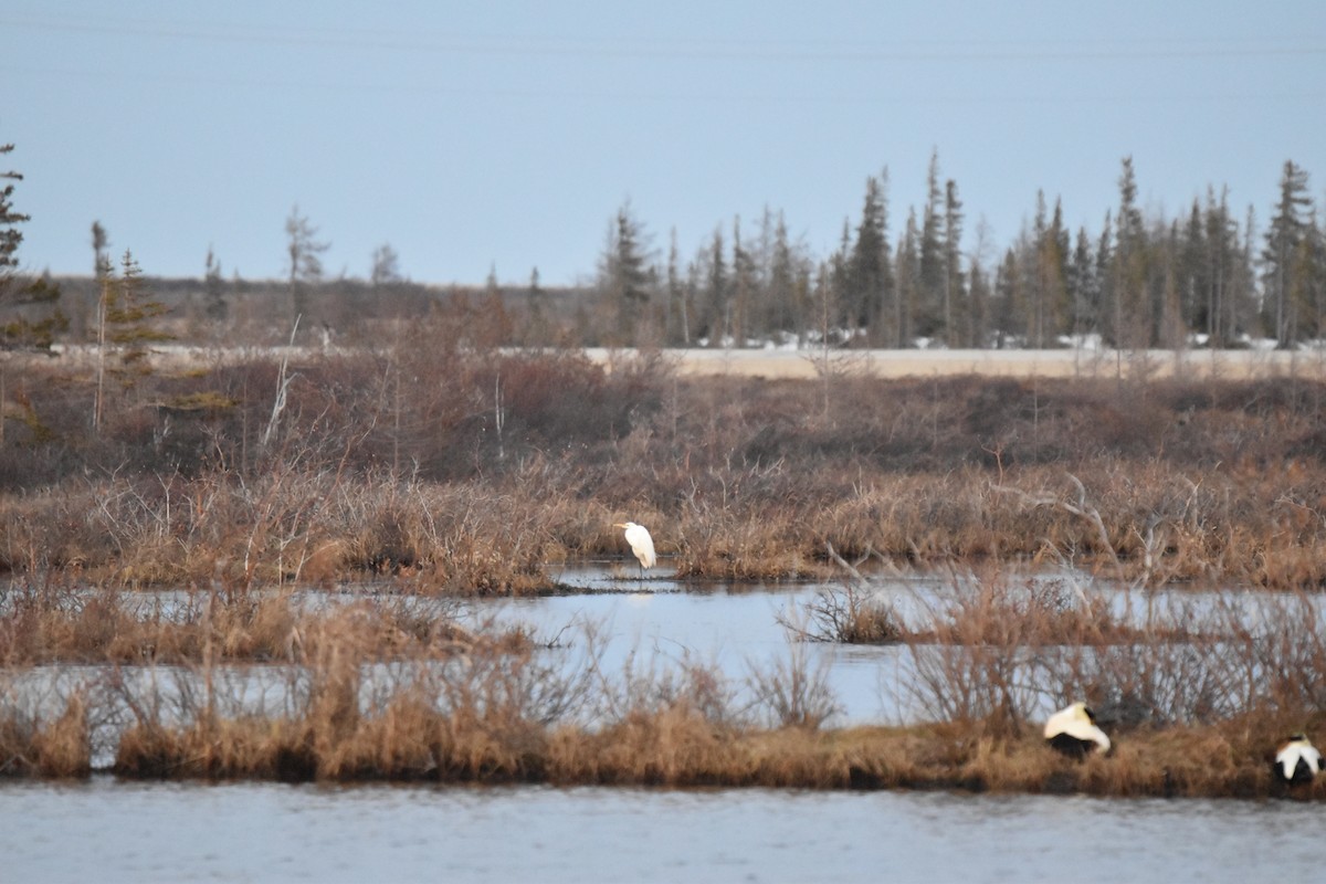 Great Egret - ML347745001