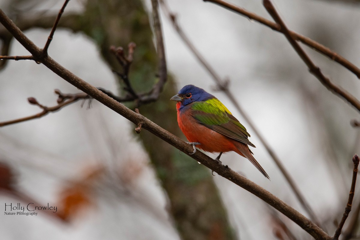 Painted Bunting - ML347745151