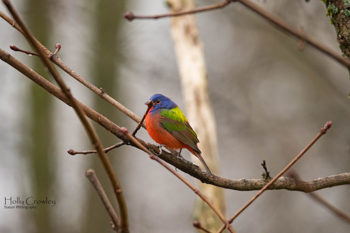 Painted Bunting - ML347745161