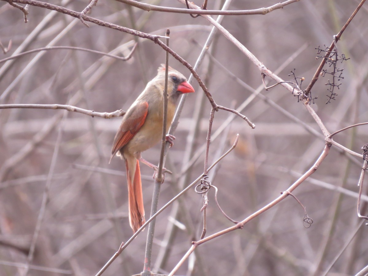 Northern Cardinal - ML347747611