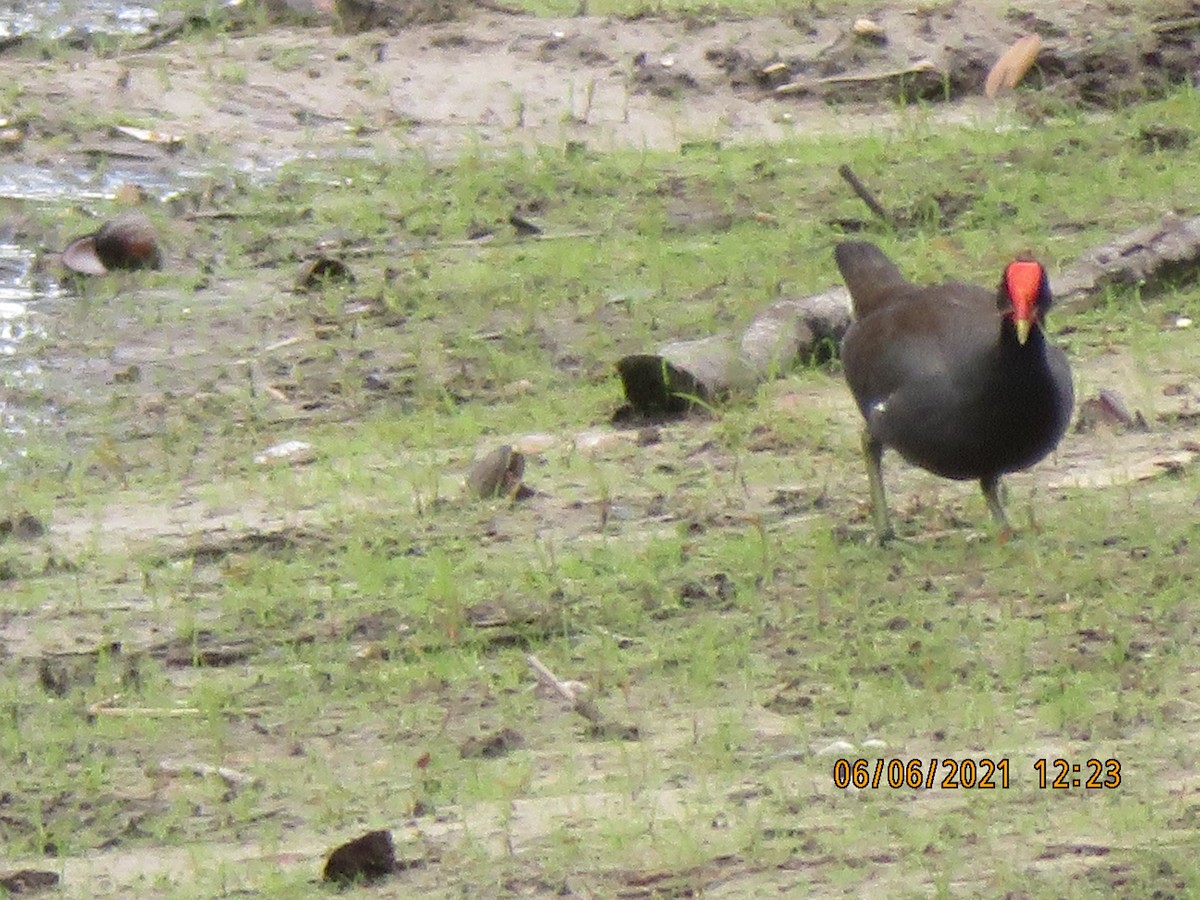 Common Gallinule - Katherine Wychulis