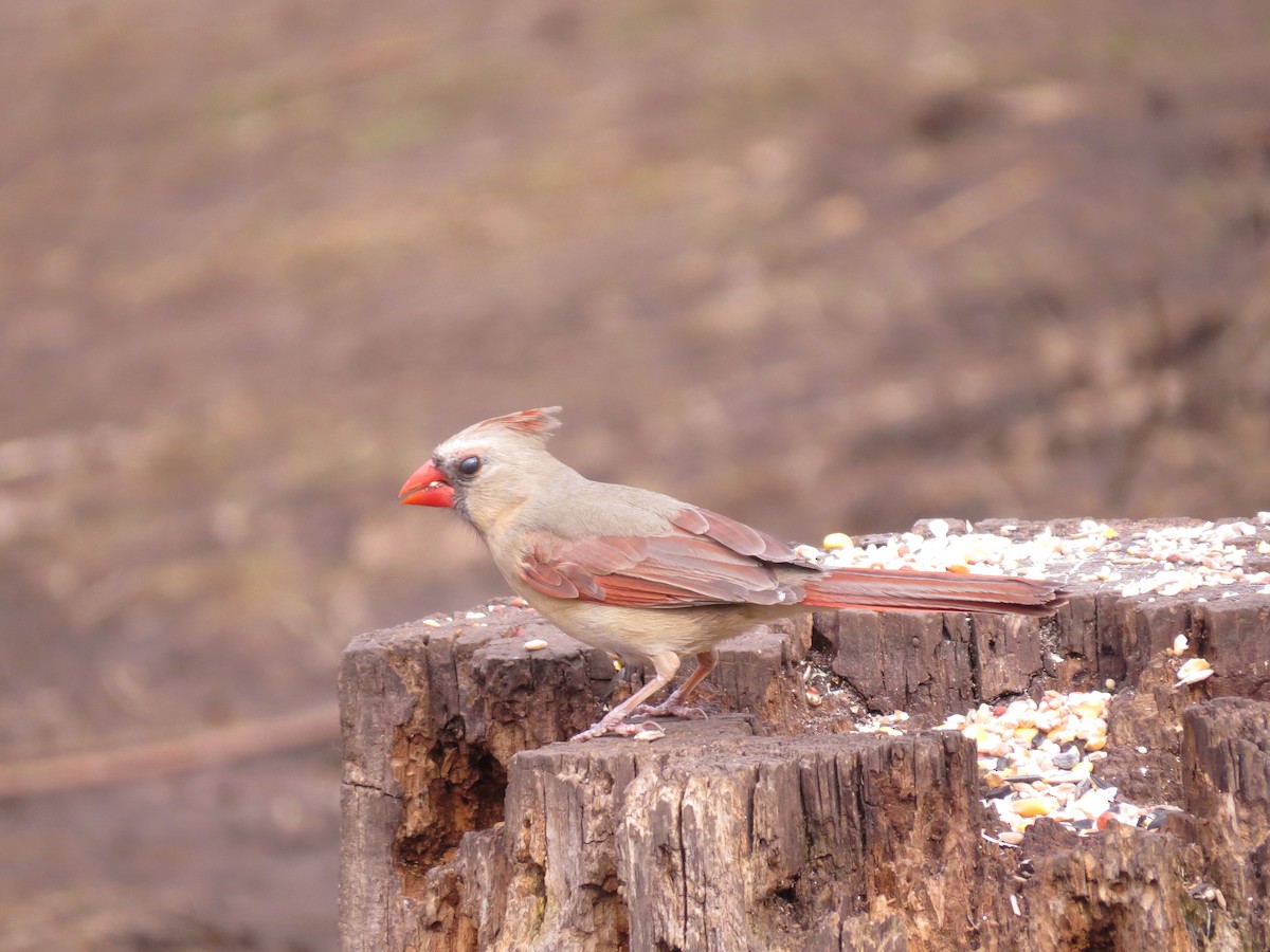 Northern Cardinal - ML347747811