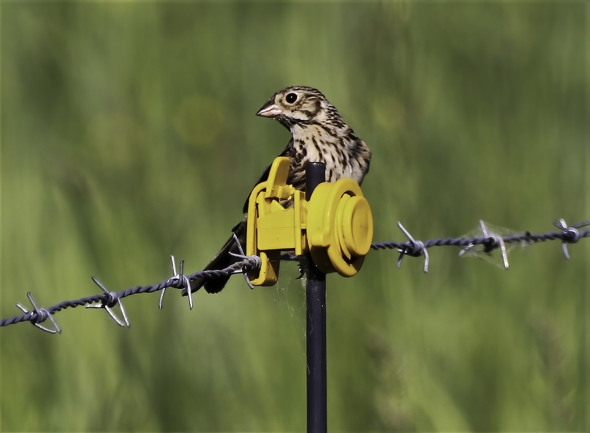 Vesper Sparrow - ML347749071