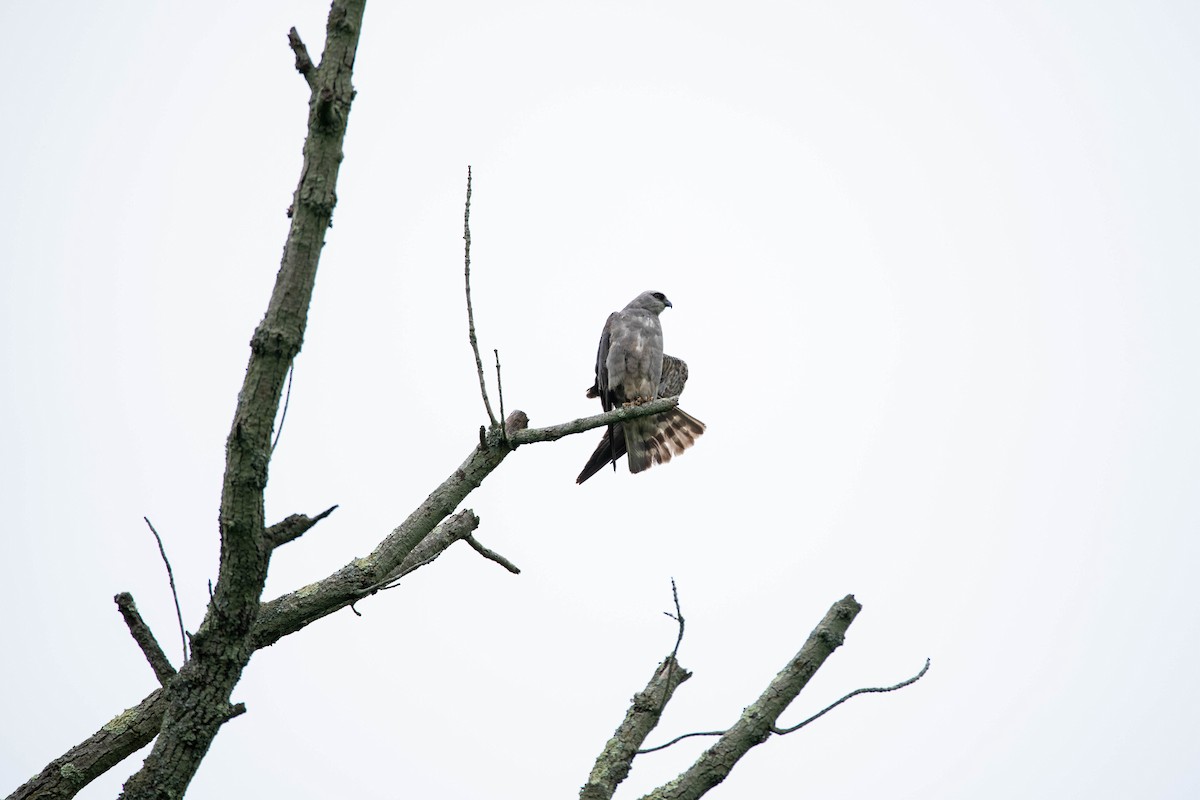 Mississippi Kite - ML347750311