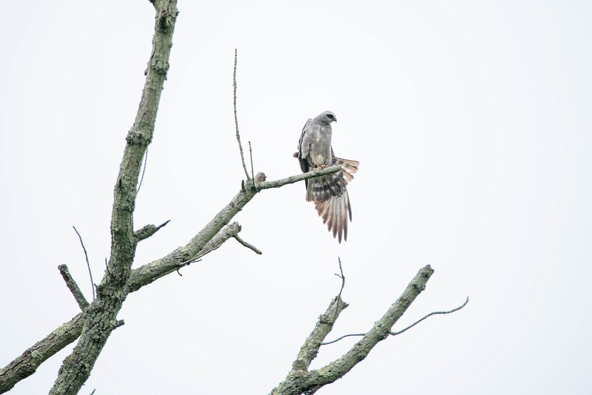 Mississippi Kite - ML347750321