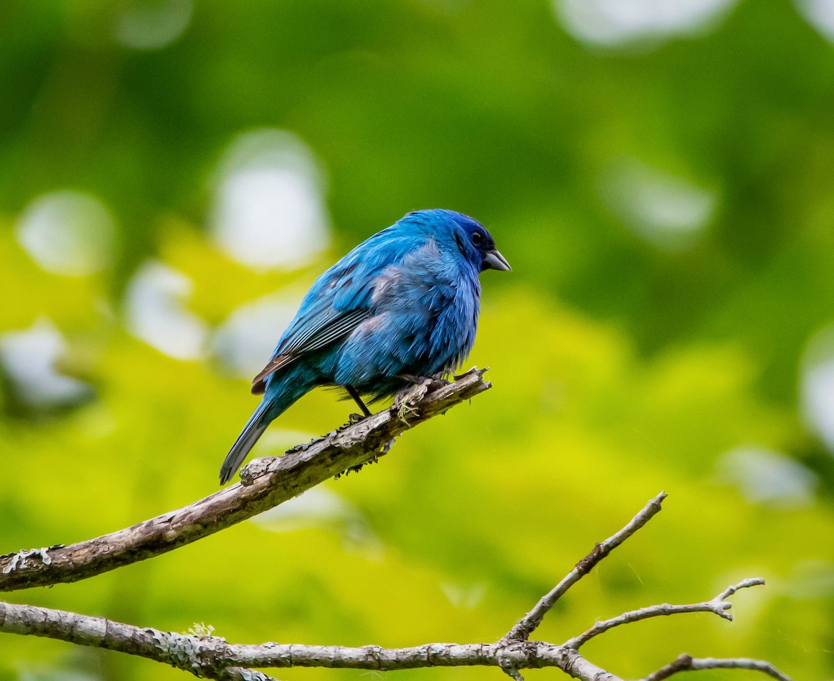 Indigo Bunting - ML347750471