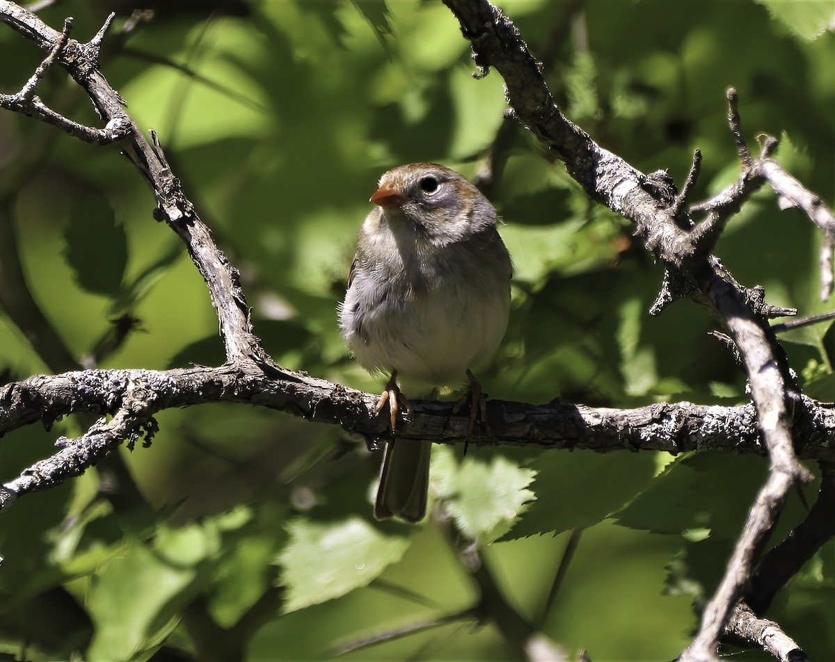 Field Sparrow - ML347752681