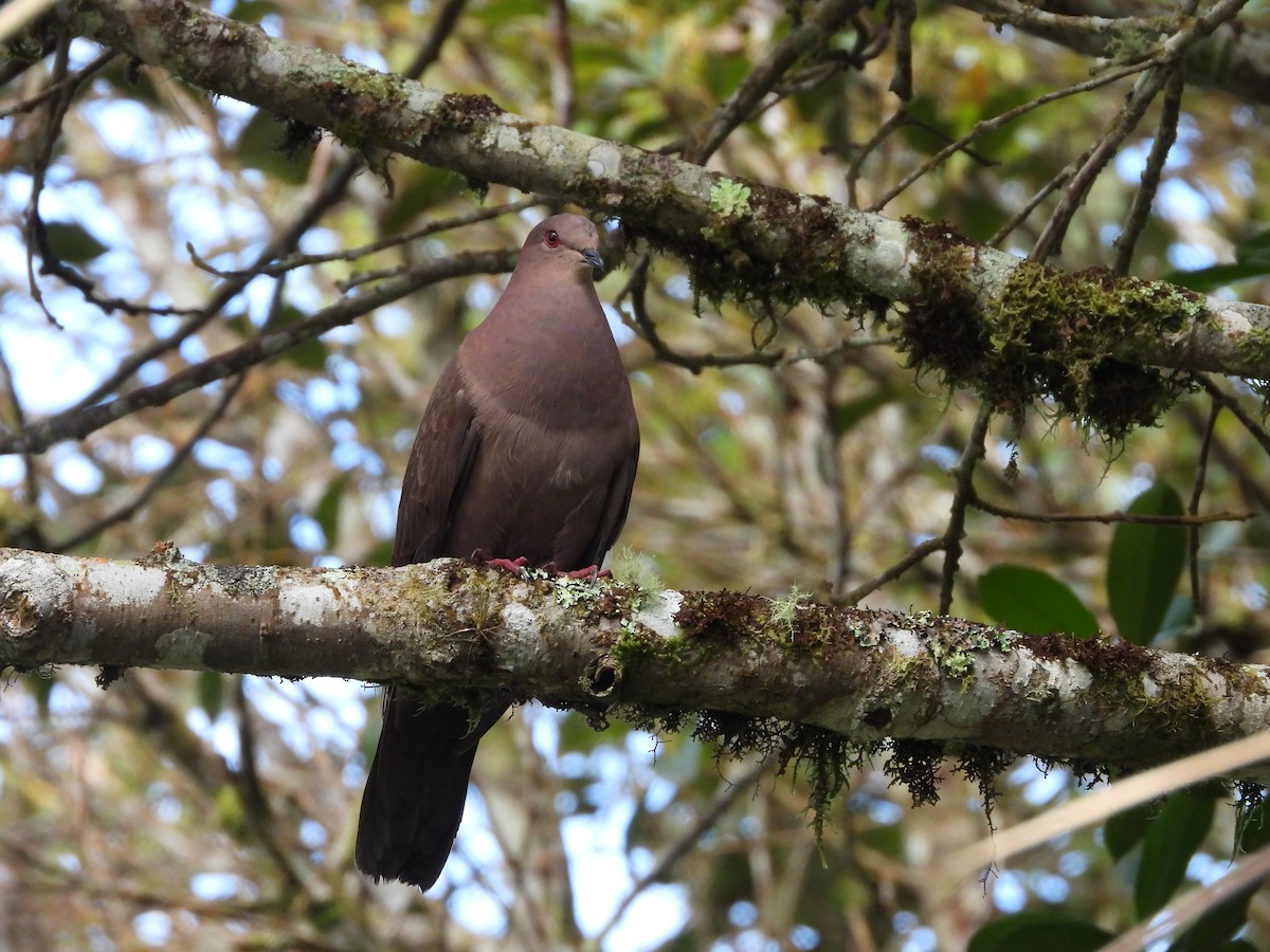 Pigeon vineux - ML347753811