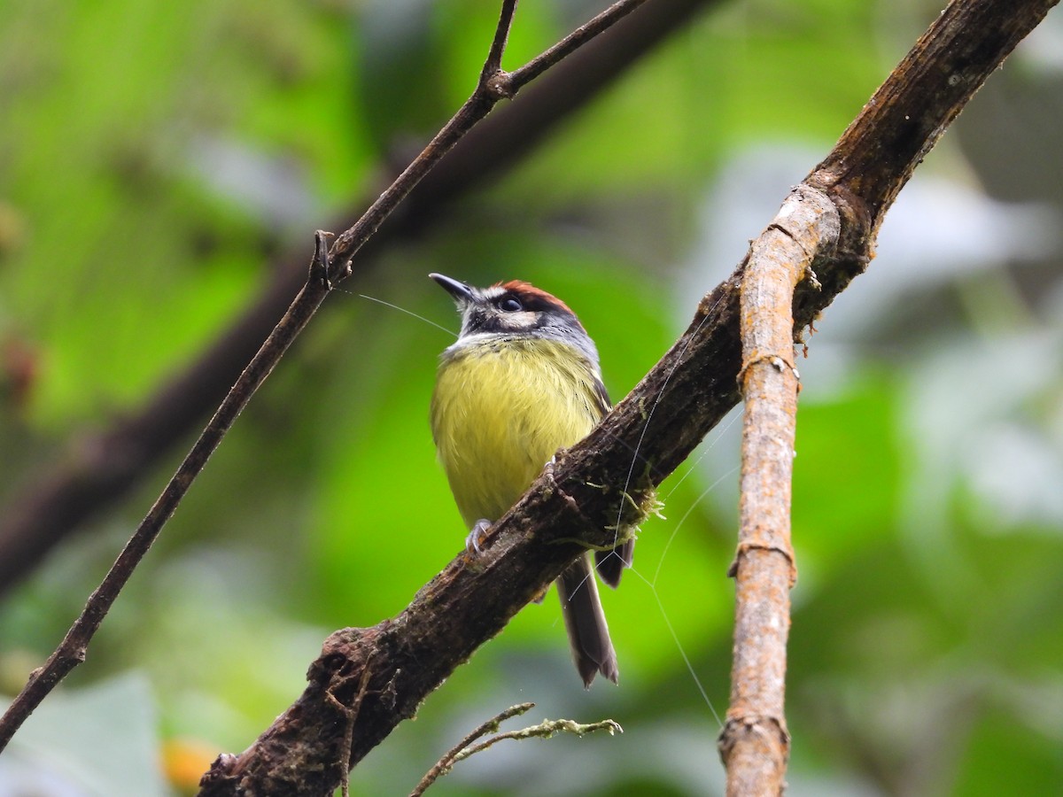 Rufous-crowned Tody-Flycatcher - Andres Felipe Ramirez Arango