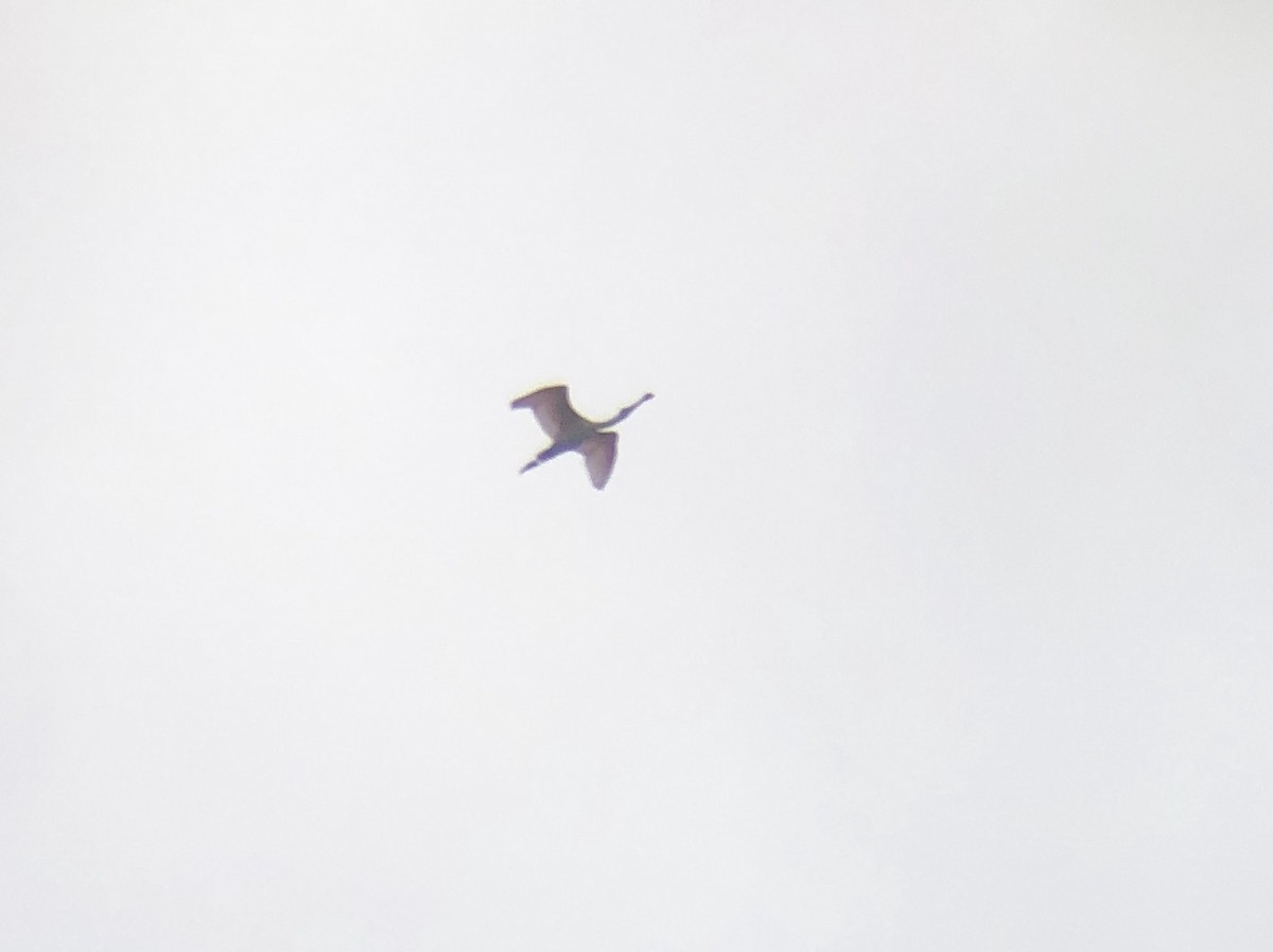 Roseate Spoonbill - ML347754091