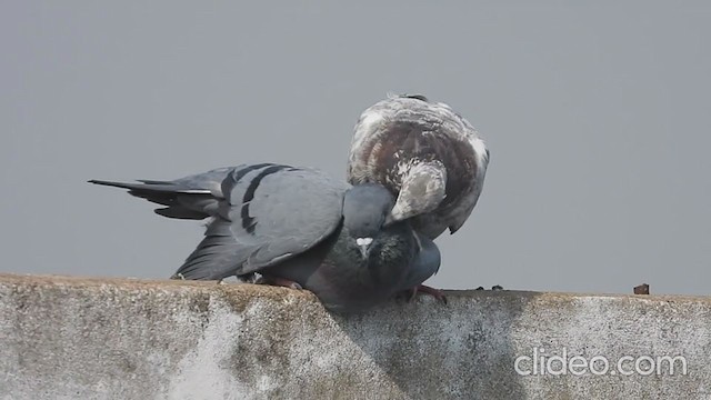 Rock Pigeon (Feral Pigeon) - ML347754701